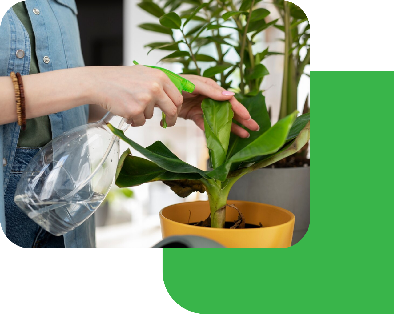 uma mulher borrifando uma planta num vaso amarelo